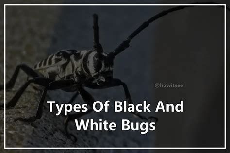 black and white bugs list.